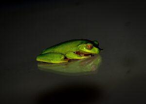 night black green reflection