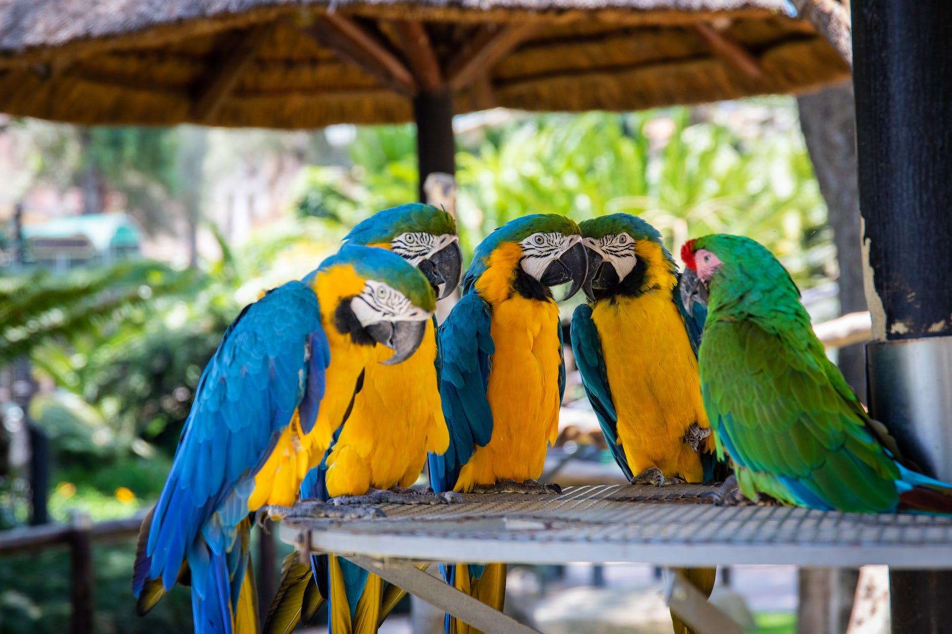 parrots perched on brown wooden surface