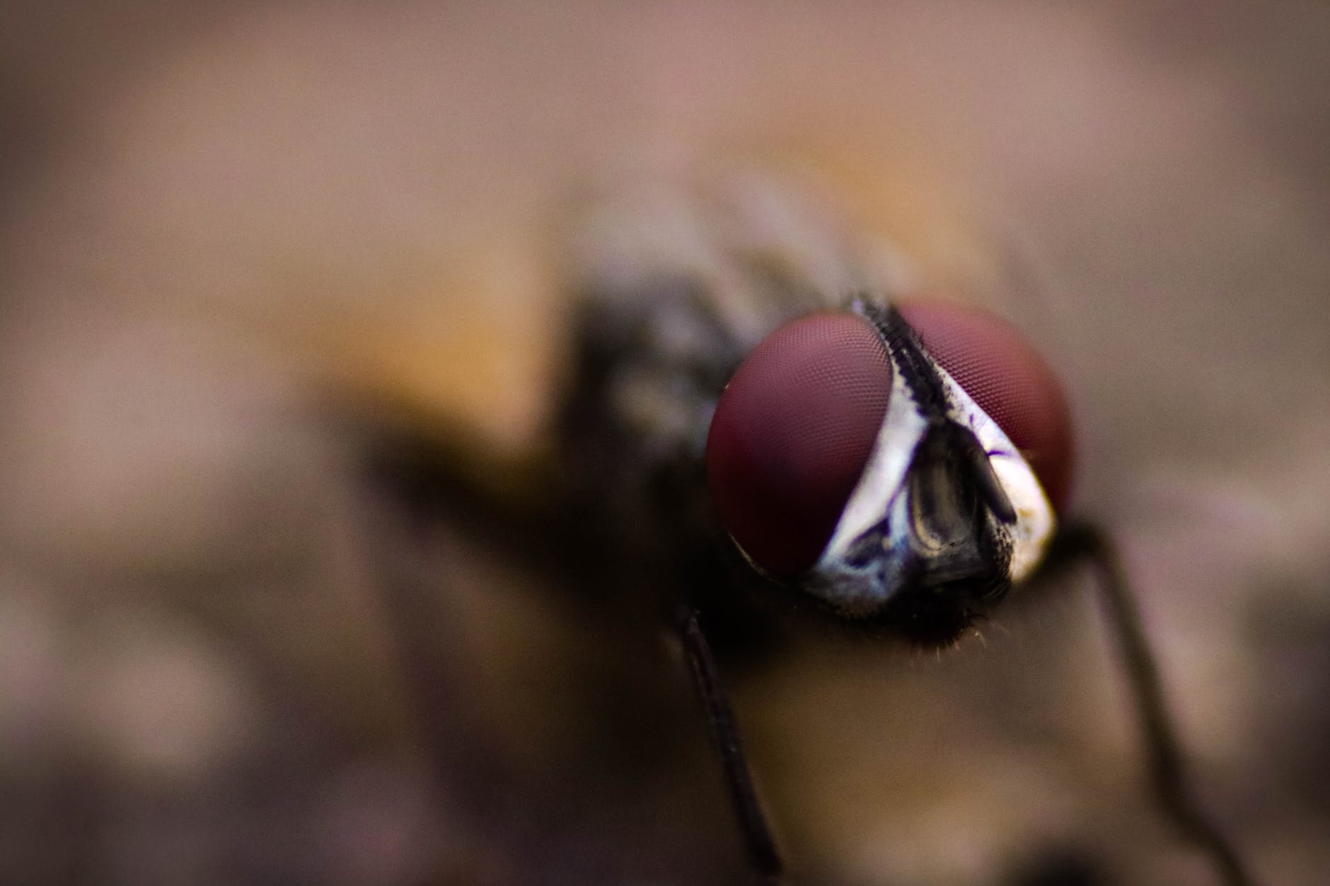 close up photography of fly