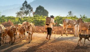 man in white long sleeve shirt walking on dirt road with brown and white cows