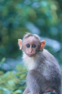 focus photography of gray monkey